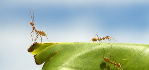 ant control - pest control companies vancouver
