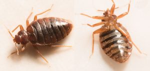 how to kill bed bugs - pest control vancouver