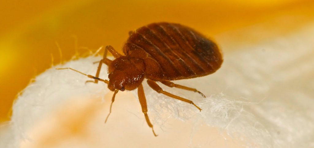bed bug control - pest control vancouver