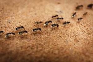 ant control - pest control vancouver