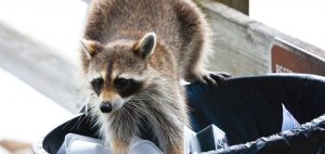 raccoon removal - pest control vancouver