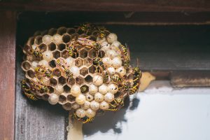wasp nest removal - pest control vancouver