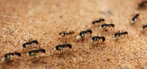 How to get rid of ants - pest control vancouver