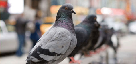 pigeon control - pest control vancouver
