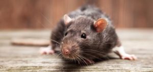 rat control - pest control services vancouver