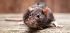 rat control - pest control vancouver