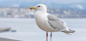 wildlife birds - pest control vancouver