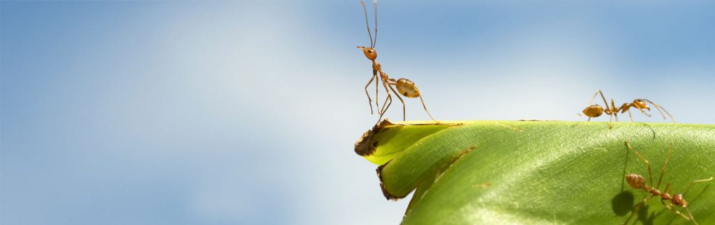 ant control - pest control companies vancouver