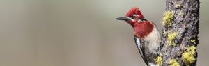 getting rid of woodpeckers - pest control vancouver