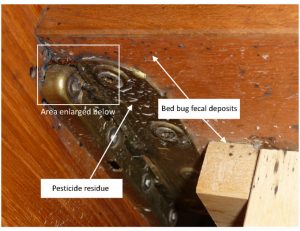 How to Get Rid of Bed Bugs - pest control vancouver