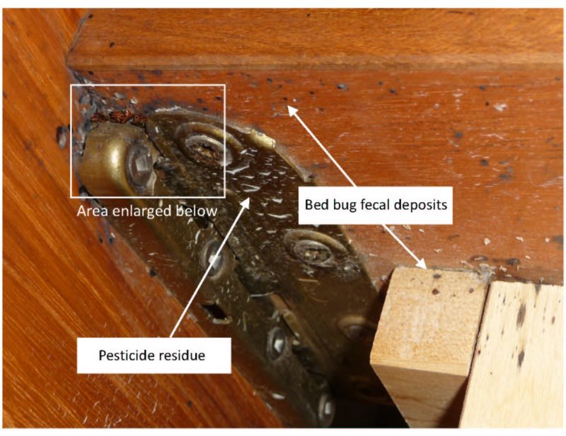 Bed Bugs & Pesticides Bed Bug Control Assured Environmental