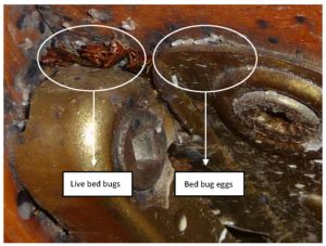 bed bug control - pest control vancouver