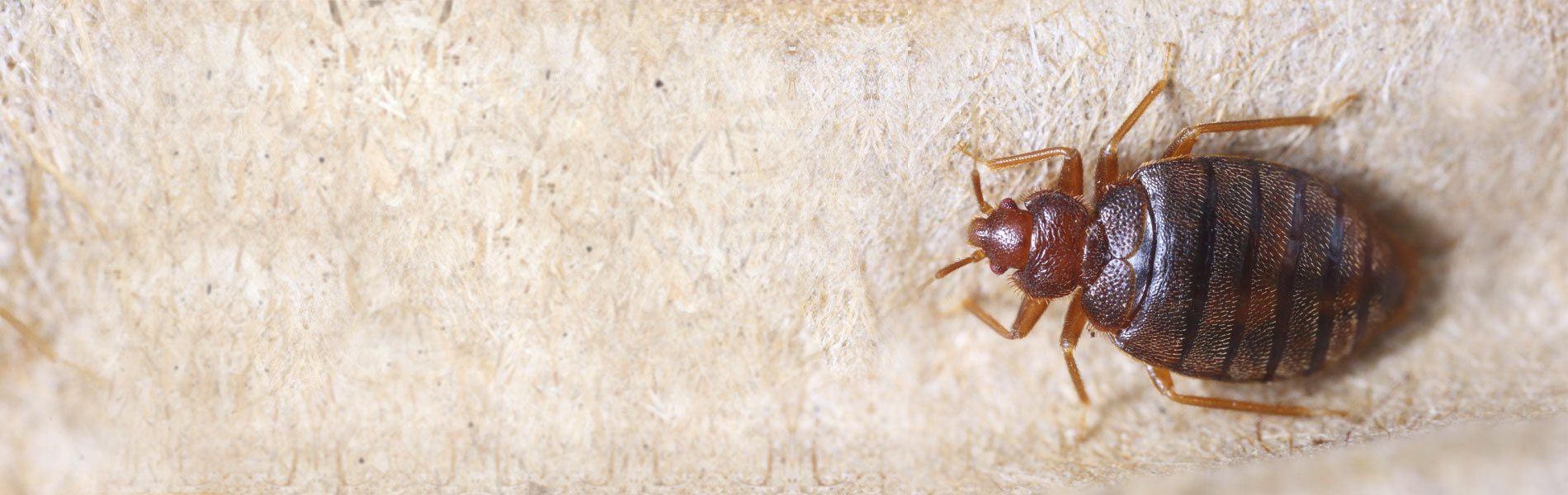 Pest Control Services - Bed Bug Control