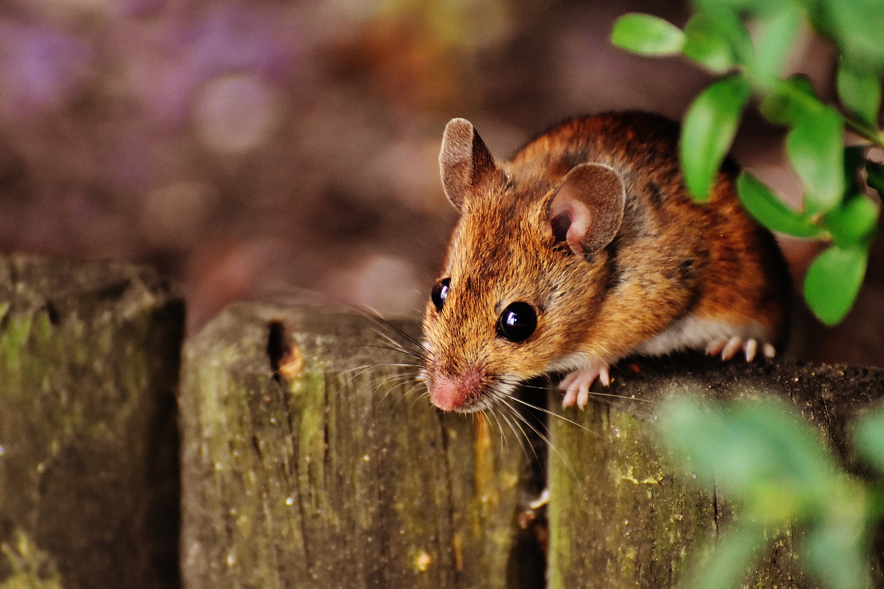 mouse infestation pest control dos and donts