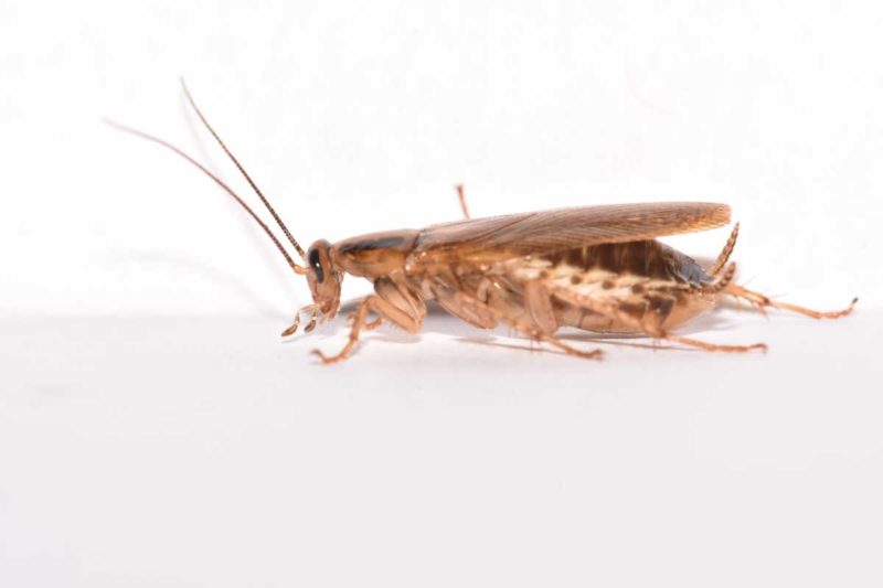 winter pest control vancouver - cockroach