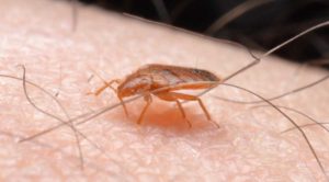 Bed Bugs Control Services