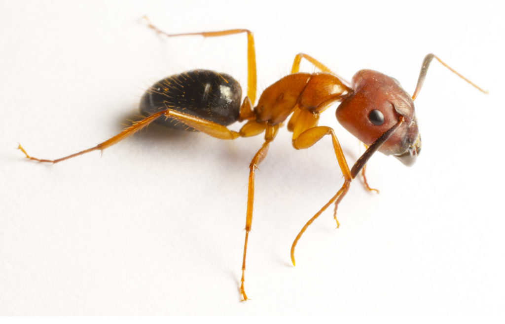 Carpenter Ants prevention - Assured Environmental
