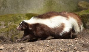 skunk-removal-services