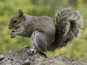squirrel-removal-services