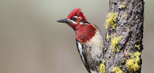 woodpecker control