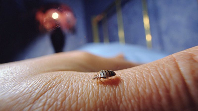 bed-bugs-how-to-get-rid-of-them